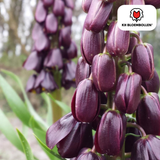 Keizerskroonbollen Purple Favorite — 5 stuks