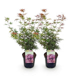 Green boutiQ - Terrasplant - Japanse Esdoorn - Acer palmatum Jerre Swarts - Donker Rood - 2 Planten - Bladverliezend -Pot 19cm Hoogte 70cm