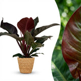 Green boutiQ - Kamerplant - Philodendron - Philodendron Imperial Red - Rood - Weinig onderhoud - 1 Plant - met Mand - Pot 19cm - Hoogte 60cm