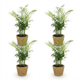 Green boutiQ - Kamerplant - Chamaedorea elegans - Goudpalm - Huisdiervriendelijke Plant - Groen - 4 Planten - met Mand - Pot 12cm - Hoogte 15cm