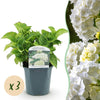 Green boutiQ - Hortensia - Hydrangea macrophylla Wit - Bloem Wit - 3 Planten - 1 m2 - Bladverliezend - Weinig Onderhoud - Pot 17cm Hoogte 30cm