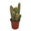 Vatricania guentheri 17 cm - zonder pot