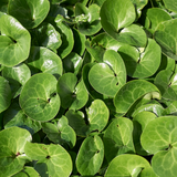 60x Asarum europaeum - ↕10-25cm - Ø9cm