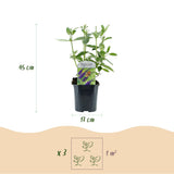 Green boutiQ - Tuinplant - Buddleja davidii Empire Blue - Vlinderstruik - Winterhard - Blauw - 3 Planten - Pot 17cm - Hoogte 45cm