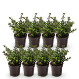 Green boutiQ - 8x Ilex crenata Stokes - Japanse Hulst - Haagplanten - Groenblijvend - Groen - Pot 9cm - Hoogte 20-30cm