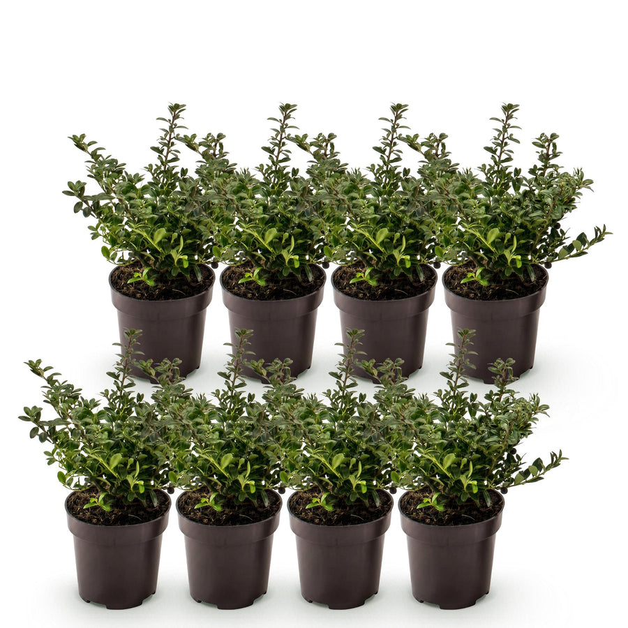 Ilex crenata Stokes — Hulsthaag, 8 stuks, 20-30 cm