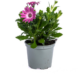 8x Osteospermum Ecklonis Pink Ø12 cm - ↕20 cm