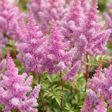 Green boutiQ - Vasteplant - Astilbe chin. Pumila - Pluimspirea - Schaduw - Paars - 1 Plant - Pot 11cm - Hoogte 15-25cm