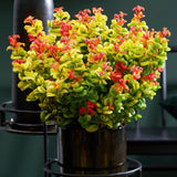 Green boutiQ - Tuinplant - Leucothoe Curly Gold - Geel - 1 Plant - Groenblijvend - Weinig Onderhoud - Pot 17cm Hoogte 40cm
