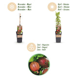 Green boutiQ - Fruitplant - Ribes uva-crispa Hinnonmäki Röd - Kruisbes - Winterhard - Rode Bes - 2 Planten - Pot 15cm - Hoogte 50cm
