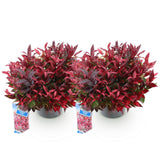 Green boutiQ - Tuinplant - Leucothoe Zeblid - Rood - 2 Planten - Groenblijvend - Weinig Onderhoud - Pot 17cm Hoogte 45cm