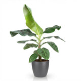 Green BoutiQ - Kamerplanten - Musa acuminata Dwarf Cavendisch - Bananenplant - Weinig onderhoud - Groen - 1 Plant - met Potter Grijs - Pot 21cm - Hoogte 70-75cm