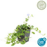 60x Vinca minor 'La Grave' - ↕10-25cm - Ø9cm