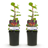 Green boutiQ - Kamperfoelie - Lonicera heckrottii Goldflame -Bbloem Roze met Geel- Weinig onderhoud - 2 planten - Pot 11cm Hoogte 40cm