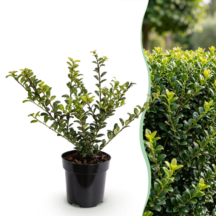 Ilex crenata Golden Gem — Hulsthaag, 8 stuks, 20-30 cm