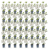 Green boutiQ - 40x Eleagnus ebbingei Compacta - Olijfwilg - Haagplanten - Groenblijvend - Grijs - Pot 9cm - Hoogte 25-35cm