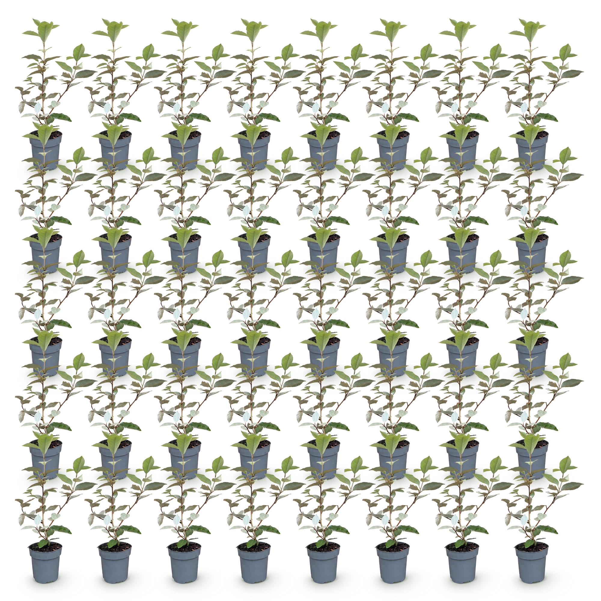 Green boutiQ - 40x Eleagnus ebbingei Compacta - Olijfwilg - Haagplanten - Groenblijvend - Grijs - Pot 9cm - Hoogte 25-35cm