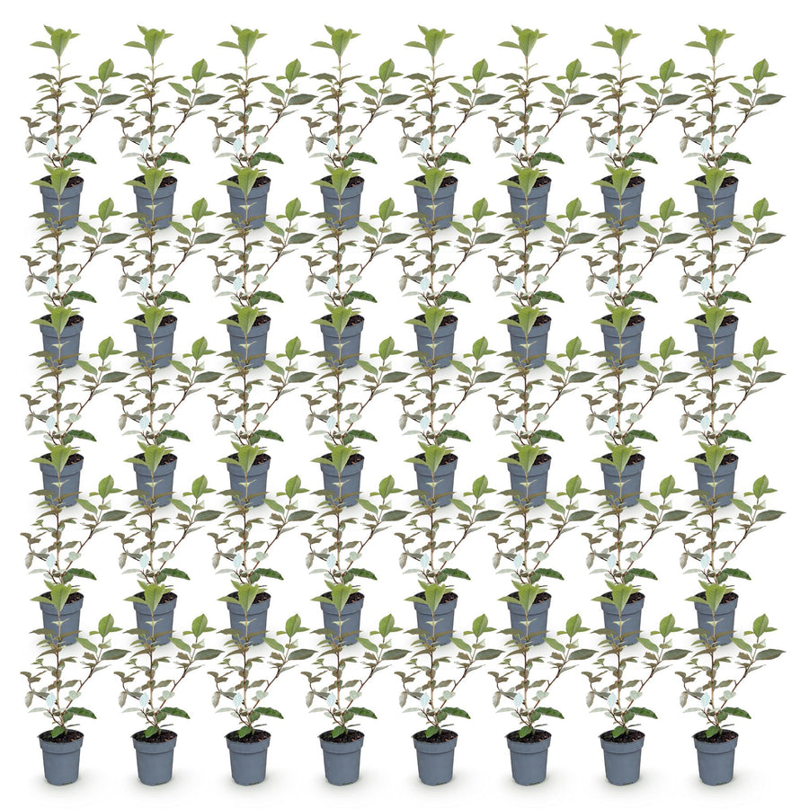 Eleagnus ebbingei Compacta — Olijfwilghaag, 40 stuks, 25-35 cm