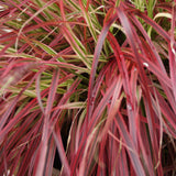 Green boutiQ - Siergrassen - Uncinia rubra Everflame- Rood - 2 Planten - Bladhoudend - Weinig Onderhoud - Pot 17cm Hoogte 50cm