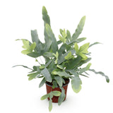 Green boutiQ - Kamerplant - Phlebodium aureum Blue Star - Blauwe Varen - Huisdiervriendelijke Plant - Blauw - 1 Plant - Pot 12cm - Hoogte 25cm