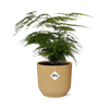 Asparagus Setaceus ‘Plumosus’ in ELHO Vibes Fold 14cm geel