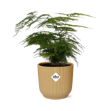 Asparagus Setaceus ‘Plumosus’ in ELHO Vibes Fold 14cm geel