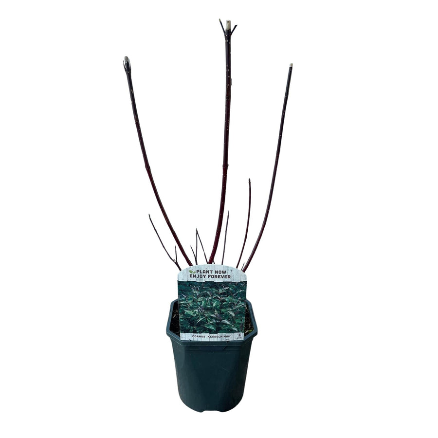Cornus alba Kesselringii – 45 cm hoog (foto 2)