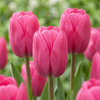 60x Tulipa Triumph Pink - Triomftulp - Roze - Voorjaarsbloeier - Bolmaat 11/12