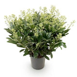 Green boutiQ - Terrasplant - Skimmia japonica Finchy - Bloem Wit - 40+ Bloemen - 1 Plant - Winterhard - Pot 19cm Hoogte 60cm