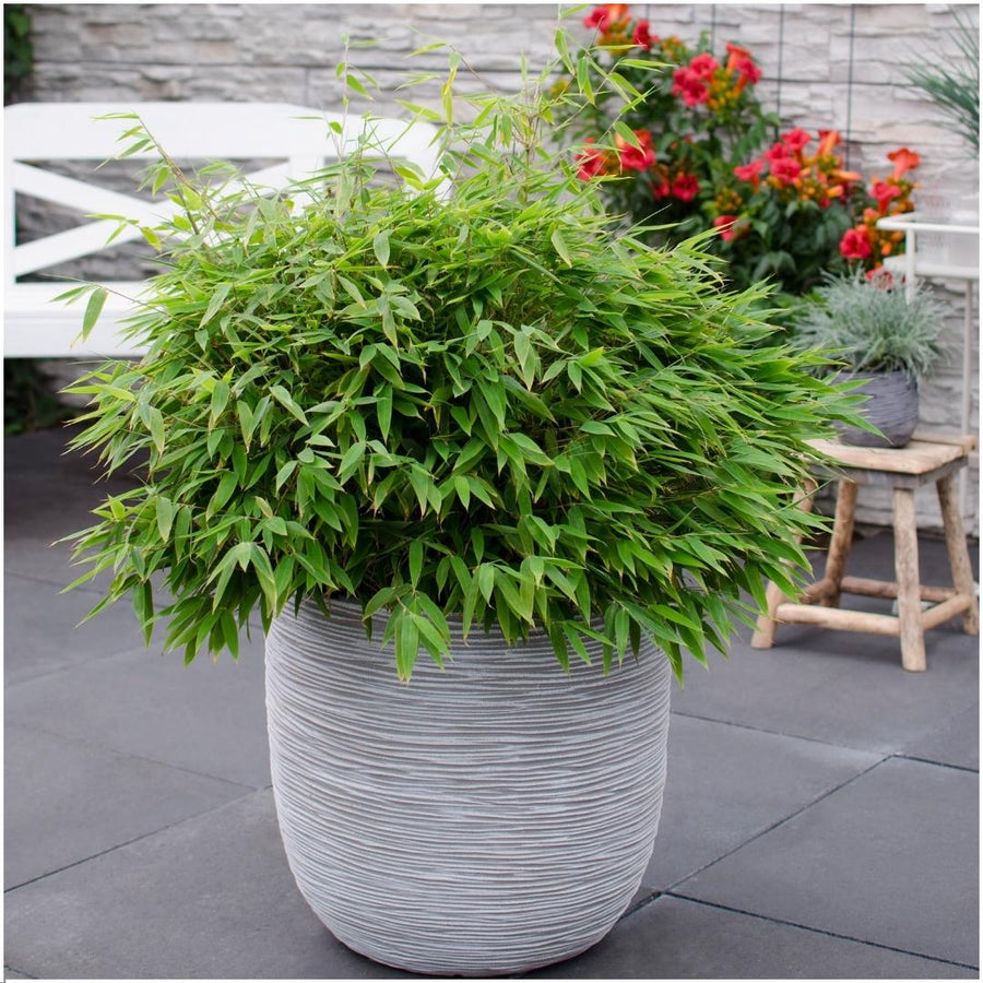 Fargesia moontears 'Boobux XL — Bamboehaag, 1 stuks, 70 cm