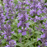 Green boutiQ - Vasteplant - Nepeta nerv. Neptune - Kattenkruid - Bijen en Vlinderlokkers - Paars - 1 Plant - Pot 11cm - Hoogte 15-25cm