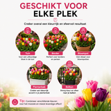 Tulpenbollen gemengd — 20 stuks winterhard (maat 11/12)