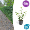 48x Hedera Hibernica - ↕10-25cm - Ø9cm