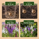 10x Camassia Leichtlinii Mix - Grote camas - Blauw en Wit - Zomerbloeier - Bolmaat 12/14