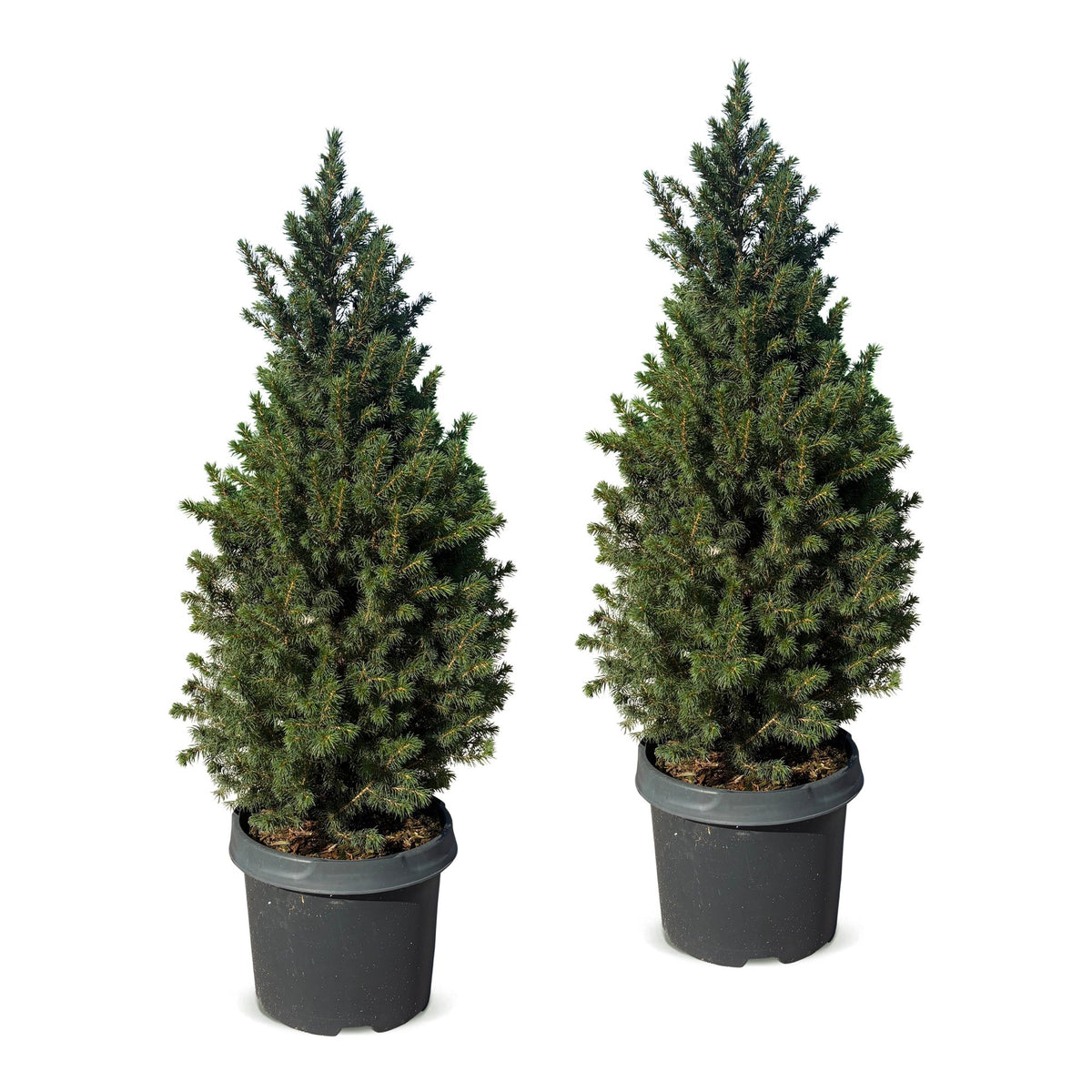 Set van 2 — Kegelspar kerstboom — Ø23 cm, 80 cm hoog