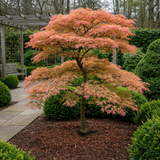 Green boutiQ - Terrasplant - Japanse Esdoorn - Acer palmatum Iyoshi - Roze - 2 Planten - Bladverliezend - Pot 19cm Hoogte 70cm