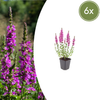 6x Lythrum salicaria - ↕10-25cm - Ø9cm