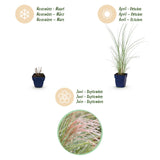 Green boutiQ - Grassen - Miscanthus sin. Morning Light - Pampusgras - Met Pluim - Zilver - 6 Planten - Pot 11cm - Hoogte 15-25cm