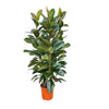 Ficus Elastica Robusta struik - 140 cmØ27