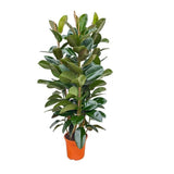 Ficus Elastica Robusta struik - 140 cmØ27