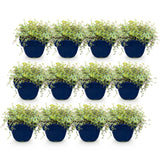 Green boutiQ - Vasteplant - Thymus praecox Minor - KruipTijm - Geurend - Roze - 12 Planten - Pot 11cm - Hoogte 15-25cm