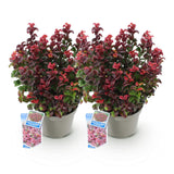 Green boutiQ - Tuinplant - Leucothoe Curly Red - Rood - 2 Planten -Groenblijvend - Weinig Onderhoud - Pot 17cm Hoogte 40cm