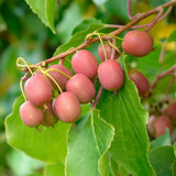 Green boutiQ - Fruitplant - Actinidia arguta Weiki - Kiwiplant - Mannelijk - Rode - Paarse Vruchtjes - 1 Plant - Pot 15cm - Hoogte 50cm