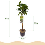 Green boutiQ - Plant op Stam - Prunus lauroverasus Etna® - Terras Plant - Bladhoudend - Winterhard - Groen Blad - Pot 19cm Hoogte 90cm