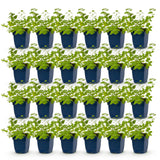 Green boutiQ - Vasteplant - Nepeta faassenii Walker's Low - Kattenkruid - Bijen en Vlinderlokkers - Blauw - 24 Planten - Pot 11cm - Hoogte 15-25cm