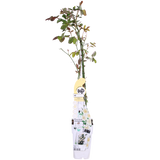 Rosa Crazy in love 'Vanilla' - Creme Roos - Ø15cm - ↕65cm