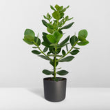 Clusia Rosea Princess - Ø17cm - ↕60cm