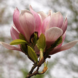 Green boutiQ - Heesters -Magnolia Soulangiana- Bloemen Licht Roze - 1 Plant - Bladverliezend - Weinig Onderhoud - Pot 17cm Hoogte 45cm