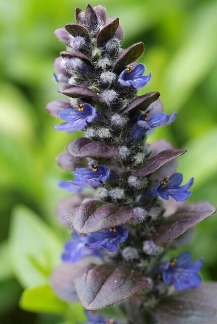 Ajuga reptans 'Catlin's Giant' – 60 planten · pot Ø9 cm · 10-25 cm hoog (foto 3)