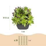 12x - Sempervivum Big Sam - Ø7cm - ↕10-12cm